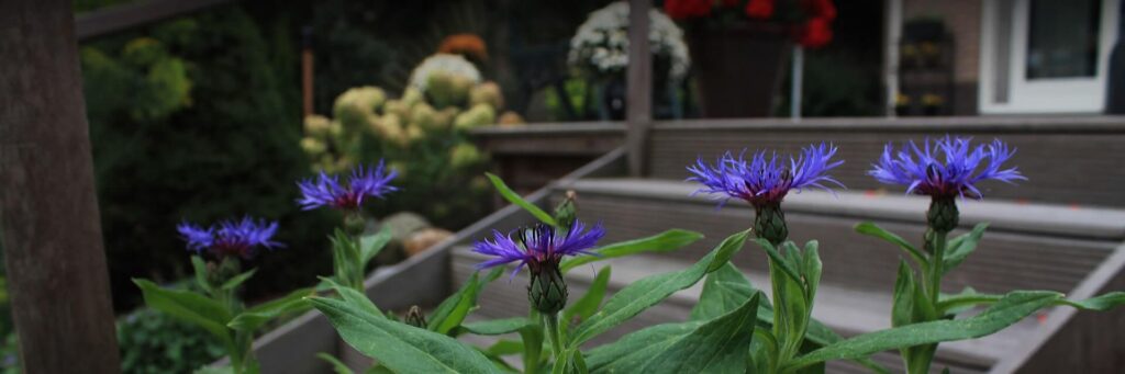 Tuinonderhoud in de Randstad